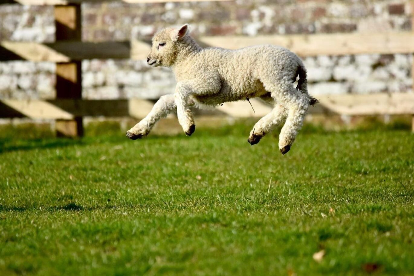 New life in the Rare Breed Farm Park - Ryedale & Thirsk Mumbler