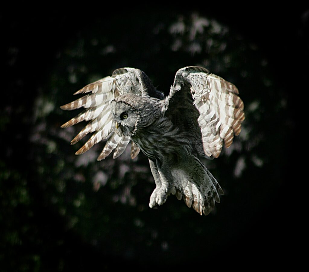 Half Day Birds of Prey Experience Thirsk Birds of Prey Centre